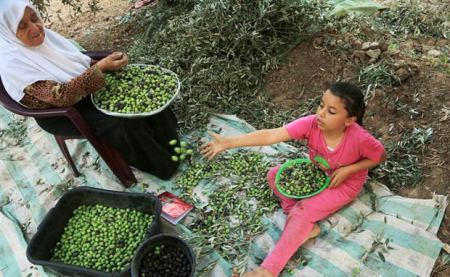 التعاون تطلق حملة واسعة لزارعة 20 ألف شجرة زيتون